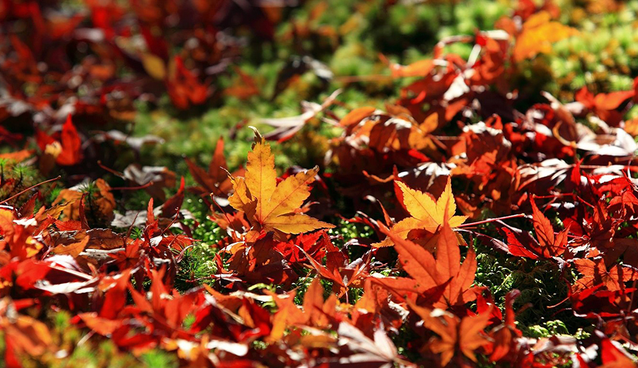 2025上高地秋遊。合掌村7天《自由Eye旅行》半自助團